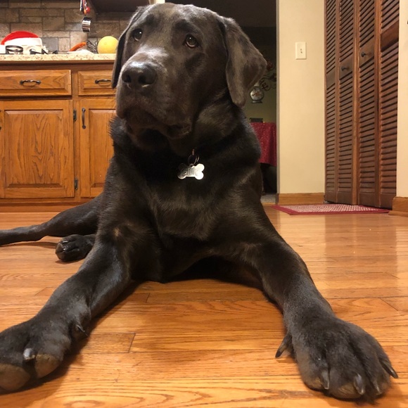 Meet your Posher, Maddy - Picture 2 of 8